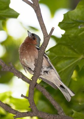 Chaffinch