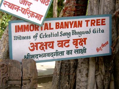 The Immortal Banyan Tree at the stalam of Geethopadeasm.JPG