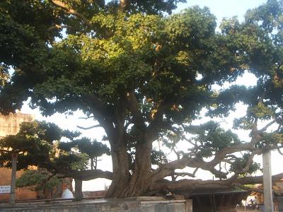 Kadamba tree at VrindhAvan at VrindhAvan