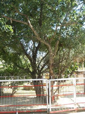 Tree under which Radharani was born in Barsana