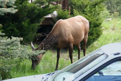 z Elk car porch.jpg