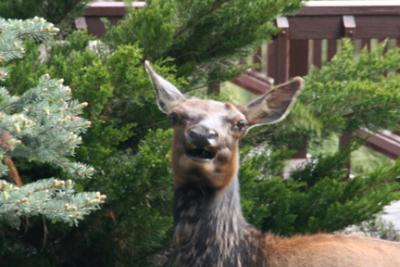 Elk neighbor Teresa Binstock