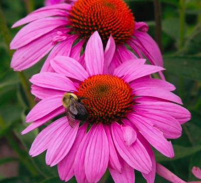 Cone Flower and bee