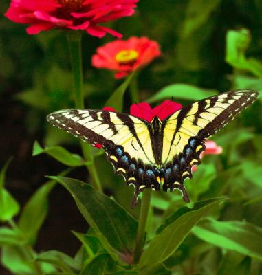 v3/95/398095/3/47990728.aug20lastbutterfly.jpg