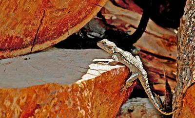 v3/95/398095/3/48162766.Geko.jpg