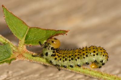 v3/95/398095/3/49967269.larvae2.jpg