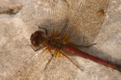 v3/95/398095/3/50691838.reddragonfly12.jpg