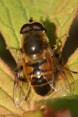 v3/95/398095/3/51526351.hoverfly21.jpg