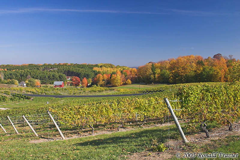 Vineyards of Chateau Chantal