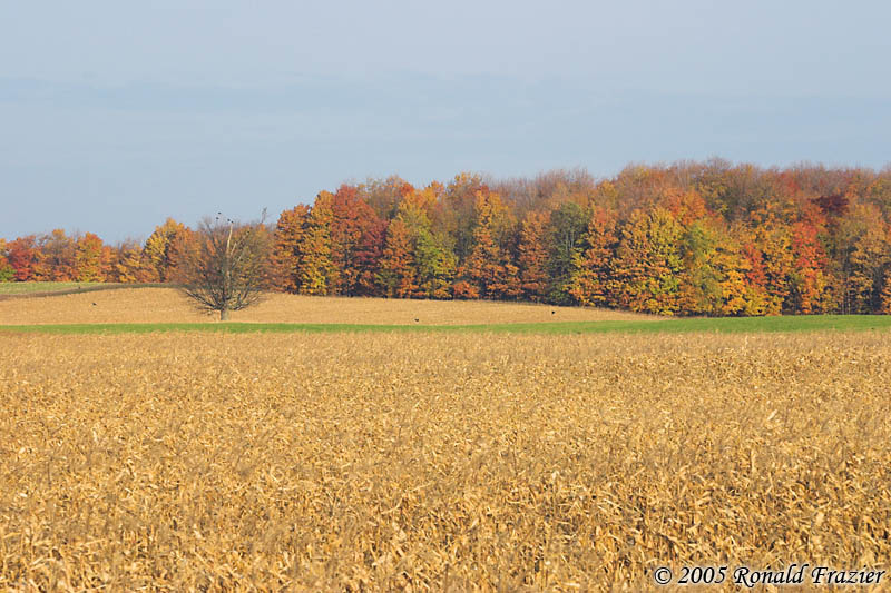 CRW_0802.jpg