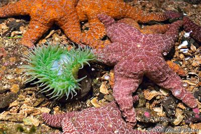 Seattle Aquarium