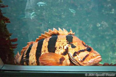 Seattle Aquarium