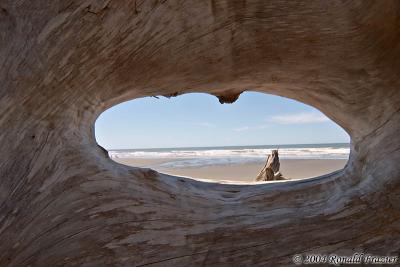 Giant Driftwood on Beach 2