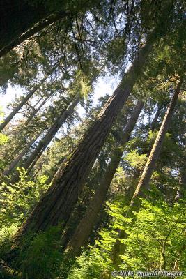 Hoh Rain Forest