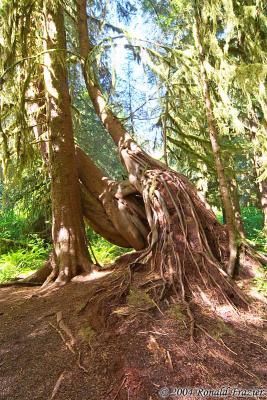 Hoh Rain Forest