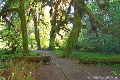 Hoh Rain Forest