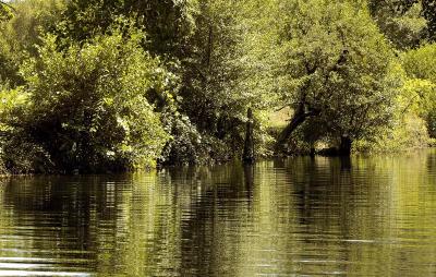 DSC_00021-Greenreflex.jpg