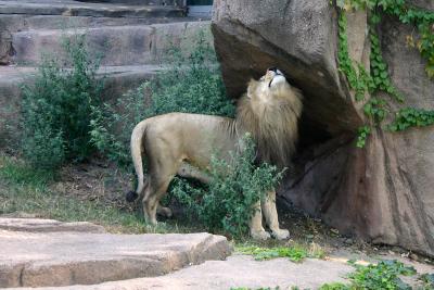 Lincoln Zoo