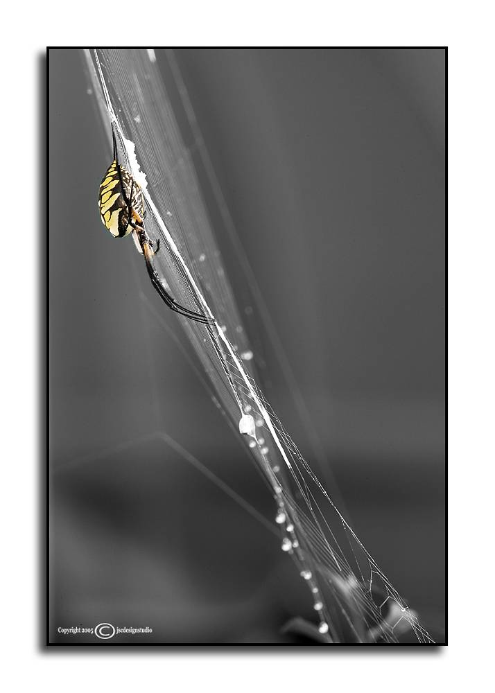 Garden Spider <p> October 1