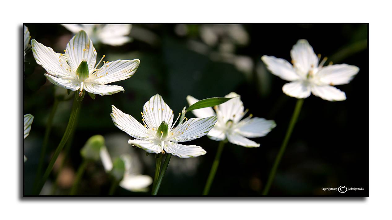 Parnassia grandiflora