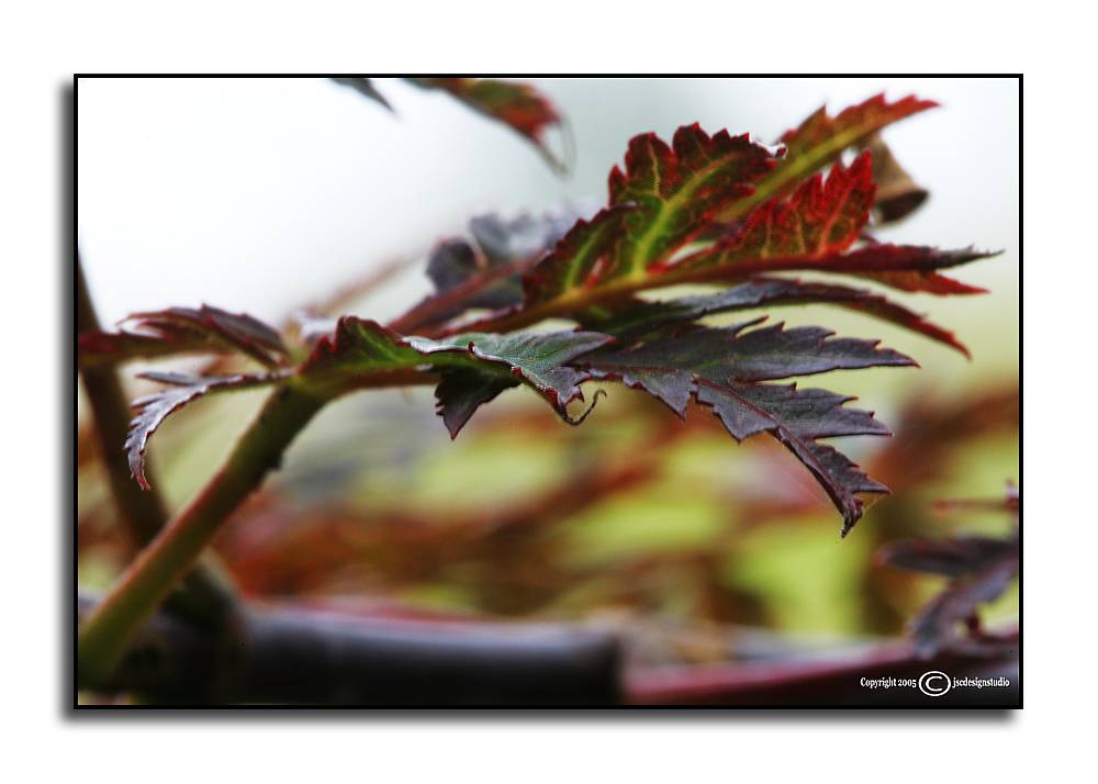 Acer palmatum <p> dissectum