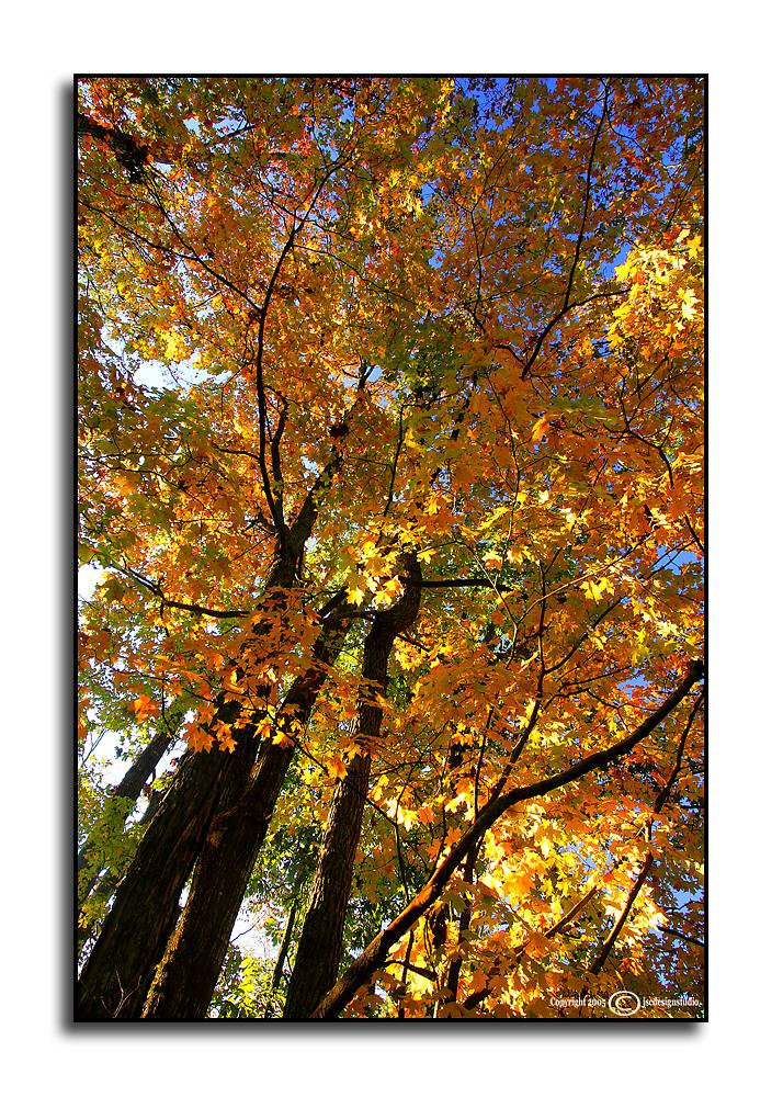 Looking Up <p> October 15