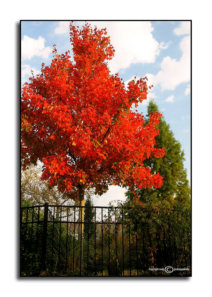 Red Sunset Maple <p> October 21