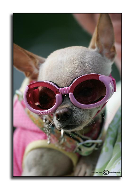 Doggles <p> May 31