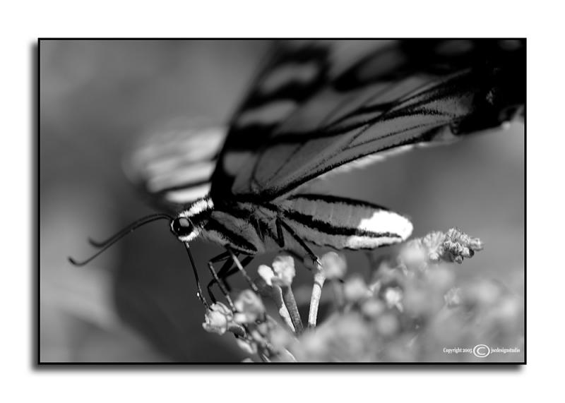 Tiger Swallowtail <p> August 14