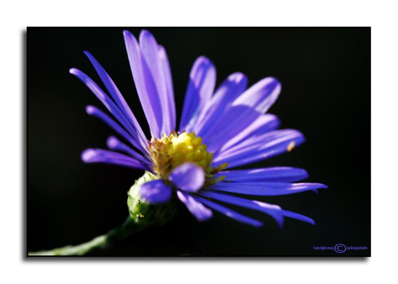 Aster <p> October 2