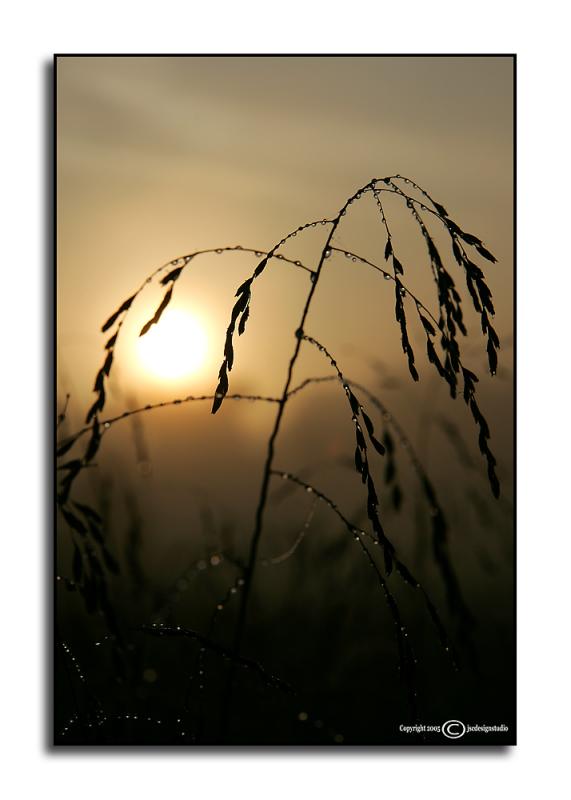 Field Grass