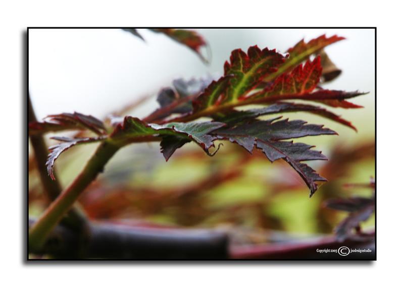Acer palmatum <p> dissectum