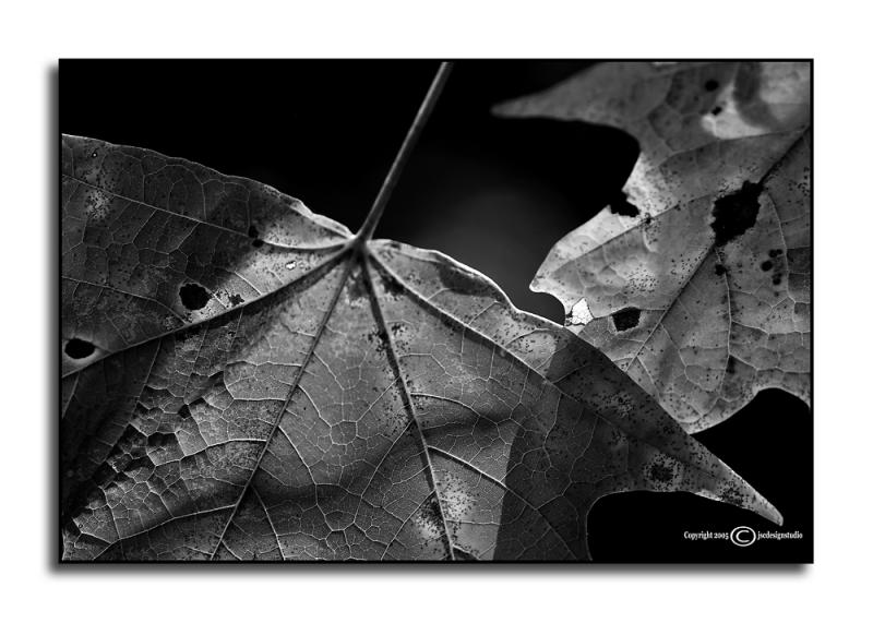 Age Spots (B&W)