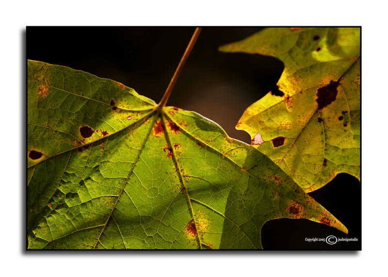 Age Spots <p> October 16