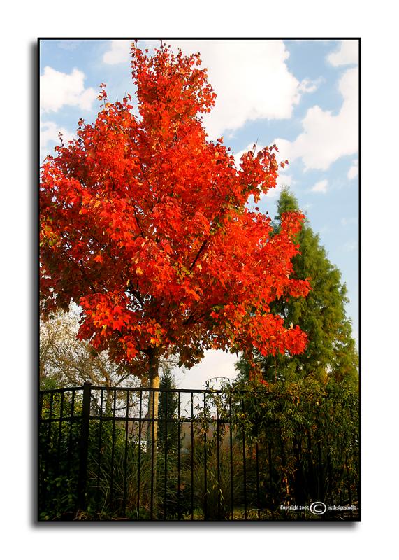 Red Sunset Maple <p> October 21