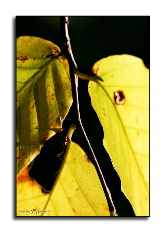 Fagus