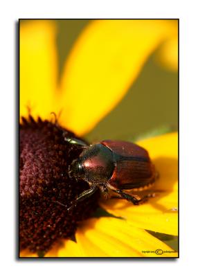 Japanese Beetle.jpg