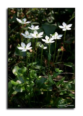 Parnassia grandiflora 2