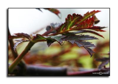 Acer palmatum  dissectum