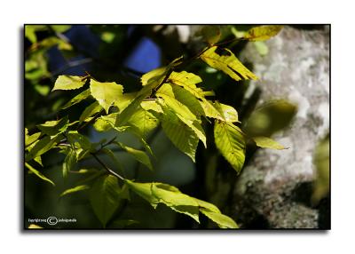 Fagus grandifolia