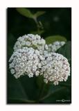 Asclepias variegata <p> June 8