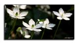 Parnassia grandiflora