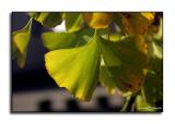 Golden Ginkgo <p> October 25