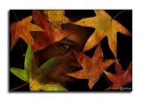 Leaf Man SP <p> October 28