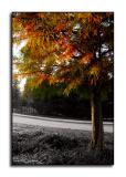 Dawn Redwood <p> October 31