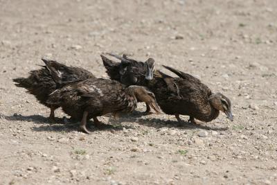 herding_pics