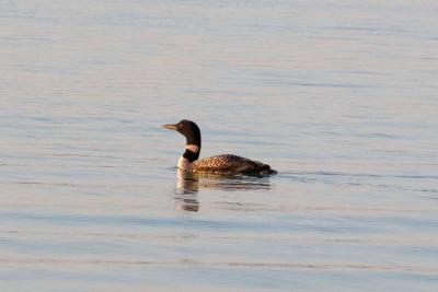 Birds seen in 2005