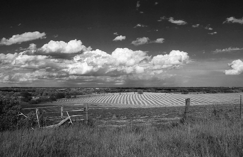 Hay Field in B/W