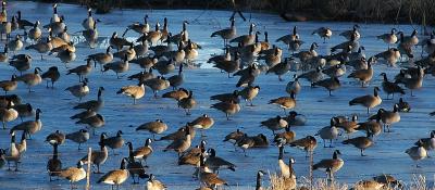 Geese on a Frozen Pond II