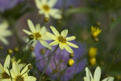 Moonbeam Coreopsis